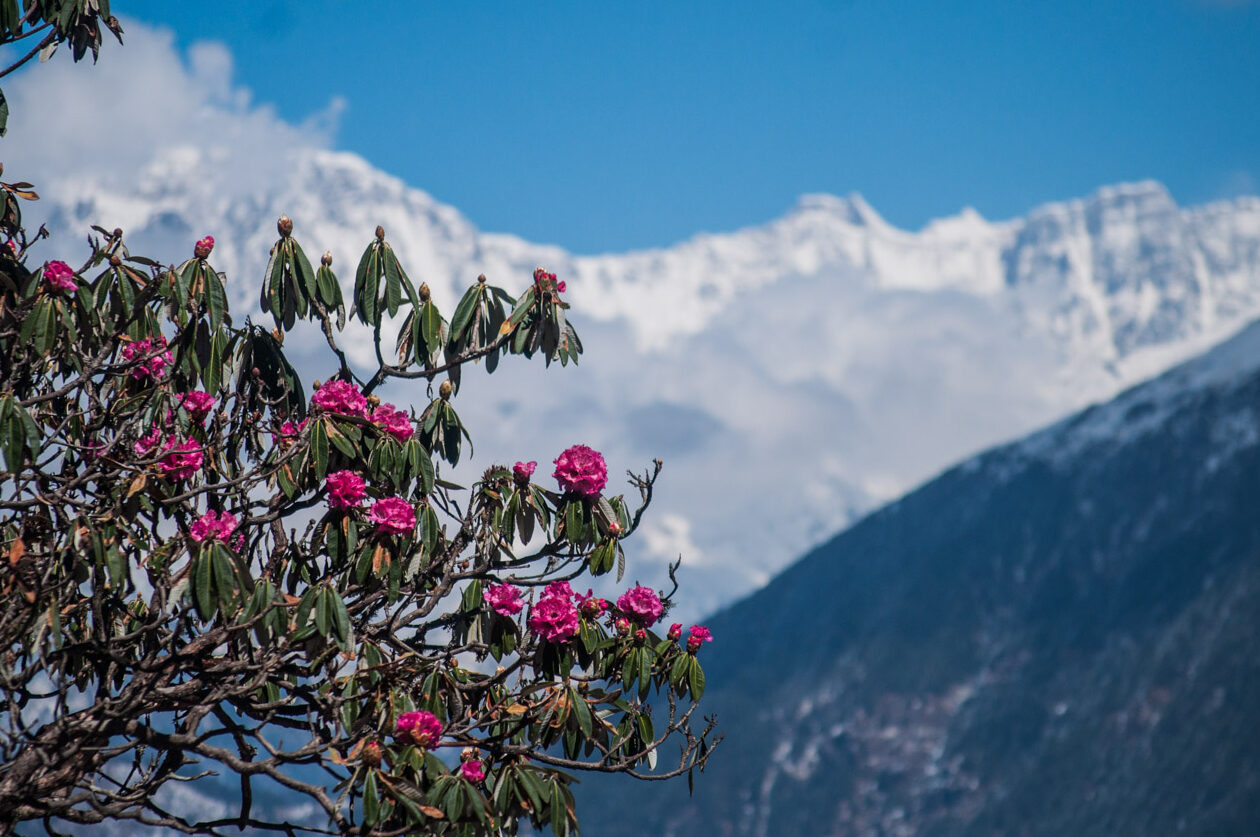 Chopta Trekking Best Time To Visit