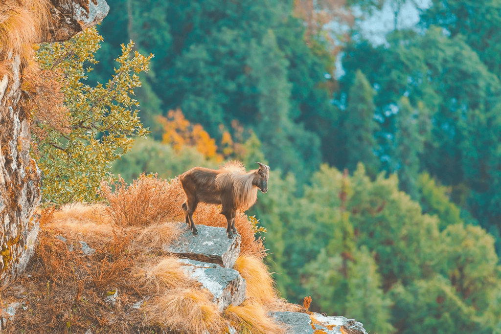 Explore Chopta