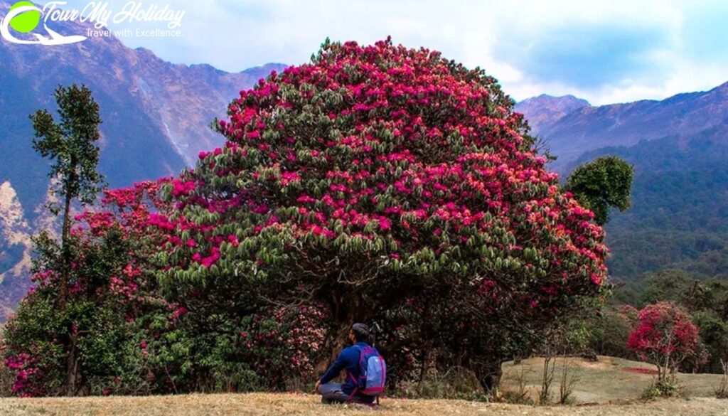 Chopta Trekking Packages from Delhi
