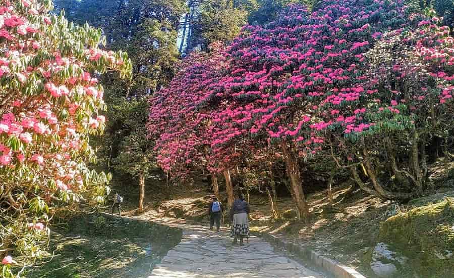 Explore Tungnath Temple with Chopta Chandrashila Trek