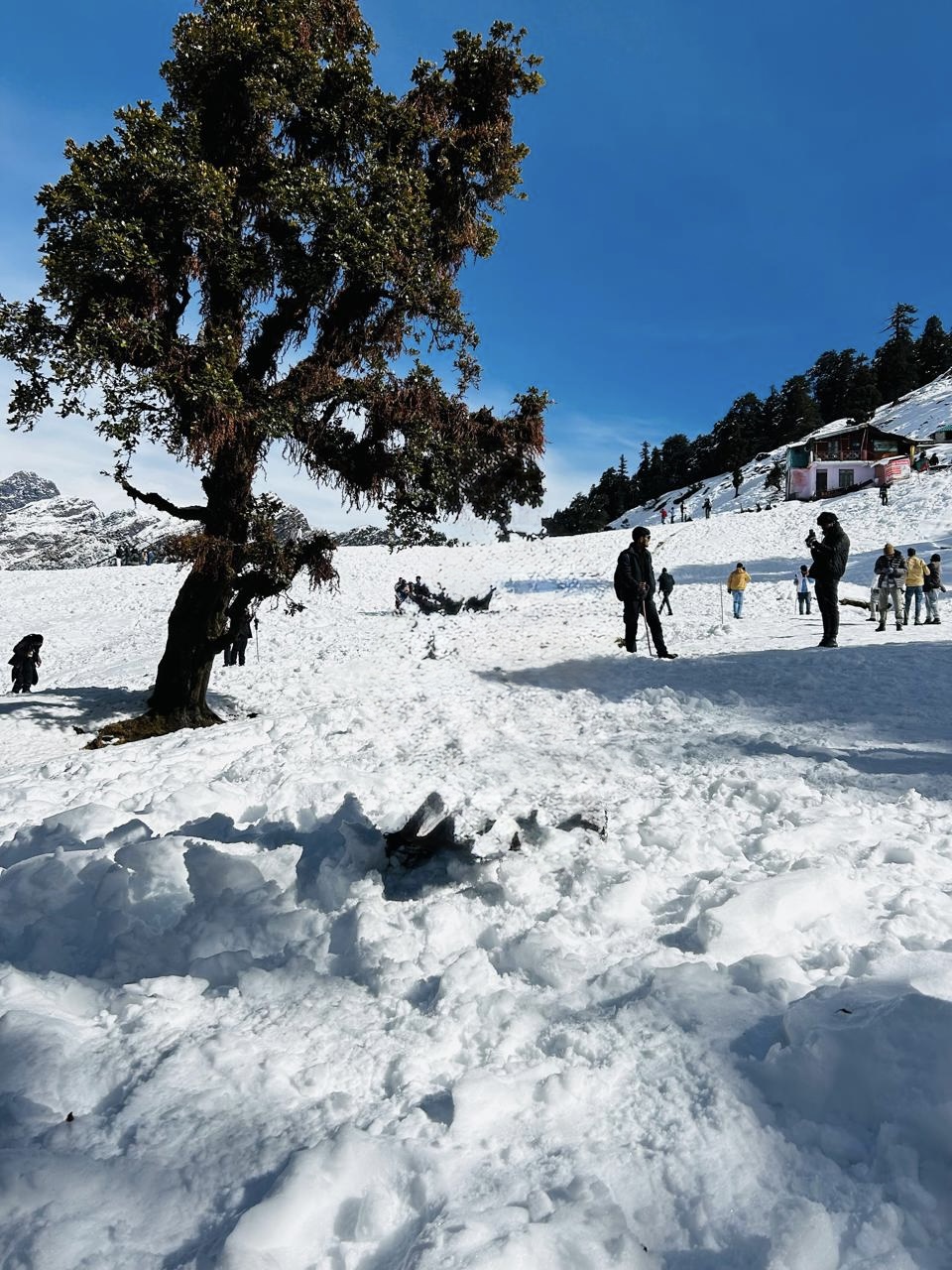 Experience Nature with Chopta Tour and Trekking Packages