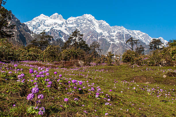 chopta chandrashila trek