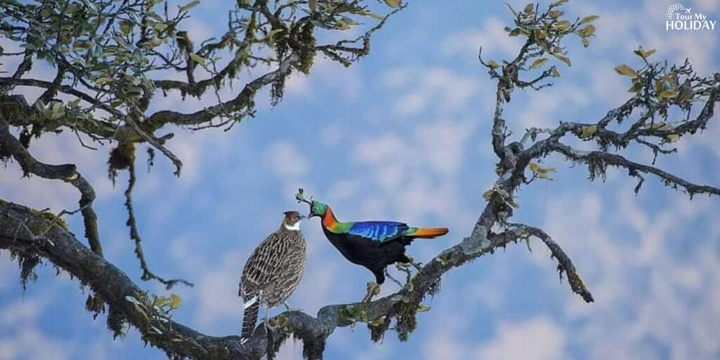 chopta tour package