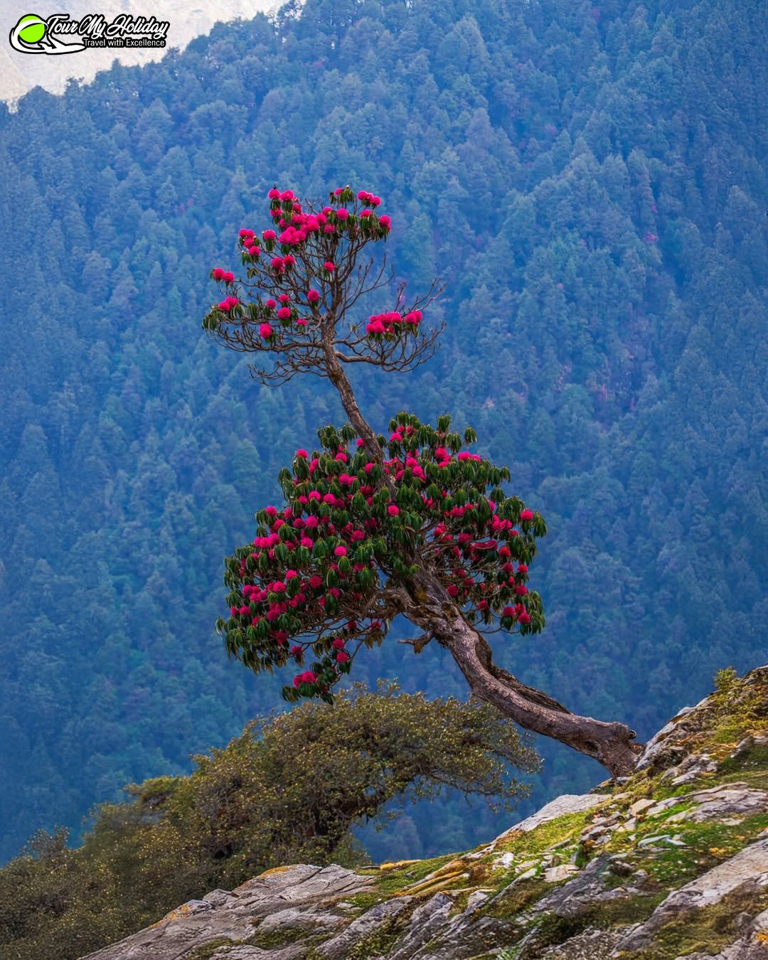 Chopta Tour Package
