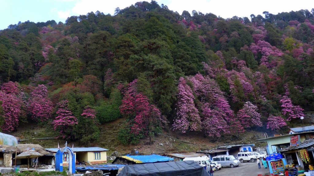 Tungnath Chandrashila Trek from Delhi