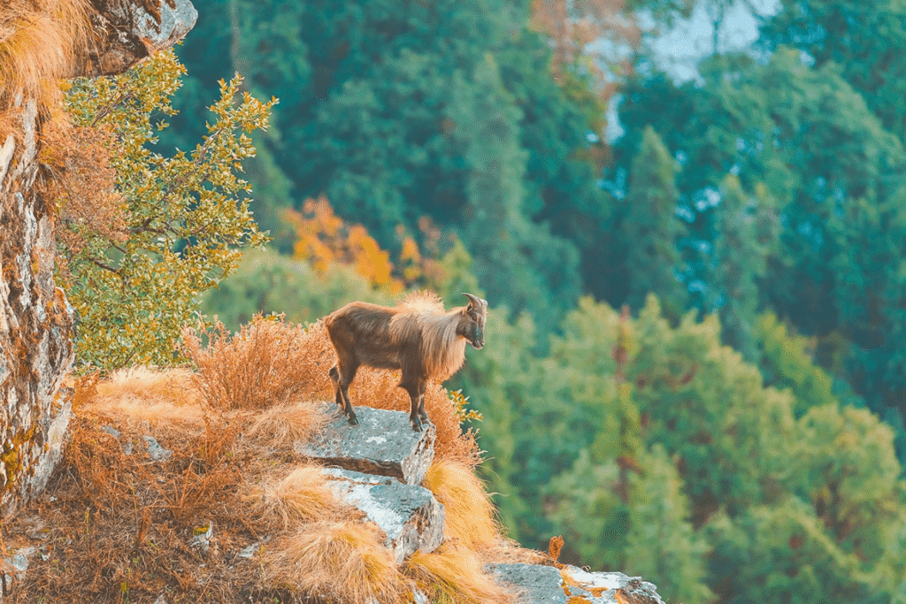 chopta chandrashila trek from delhi
