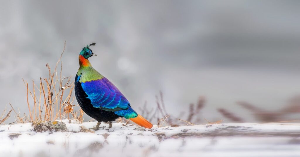 chopta tour package