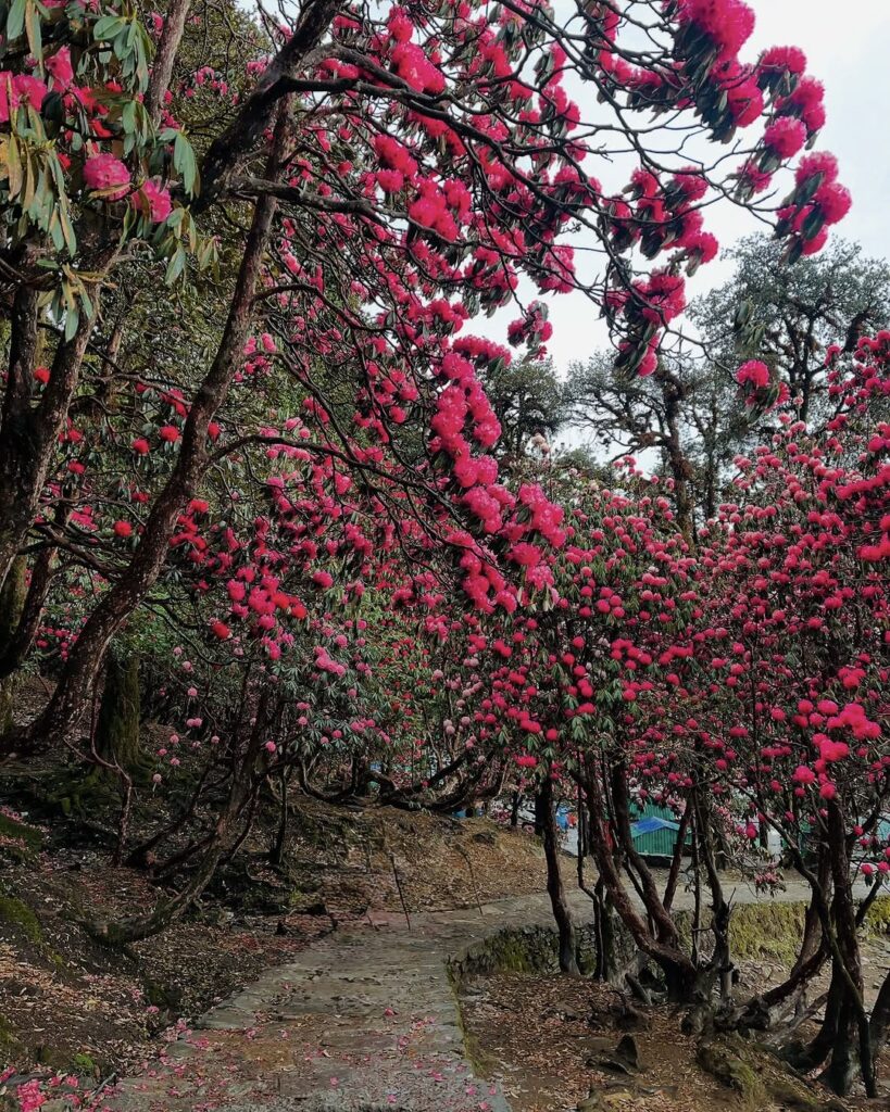chandrahila trek