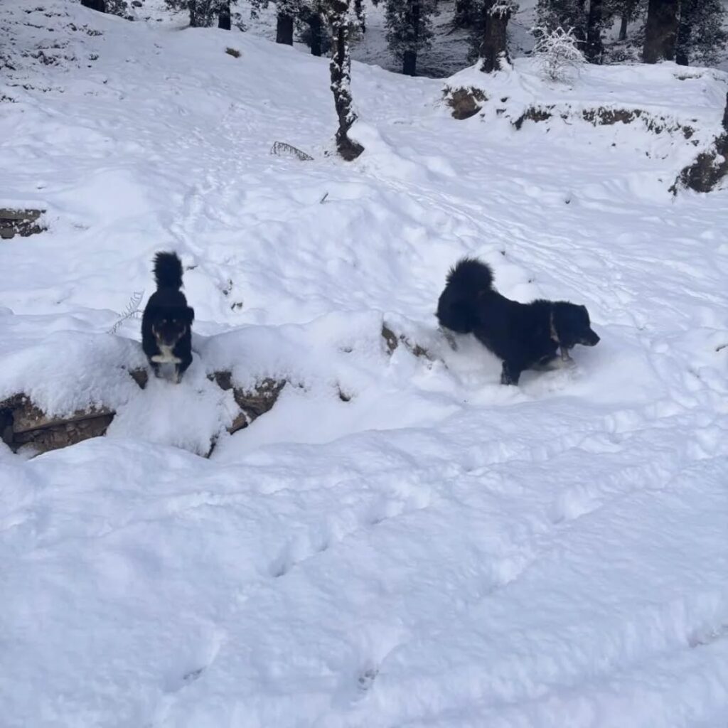 chopta tour package