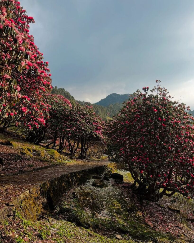 chopta tungnath trek