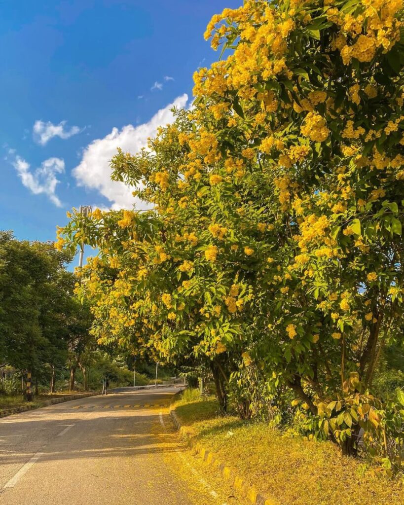 chopta tour package
