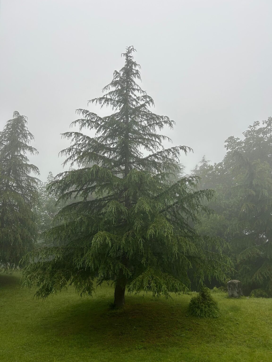 Chandrashila Summit Trek