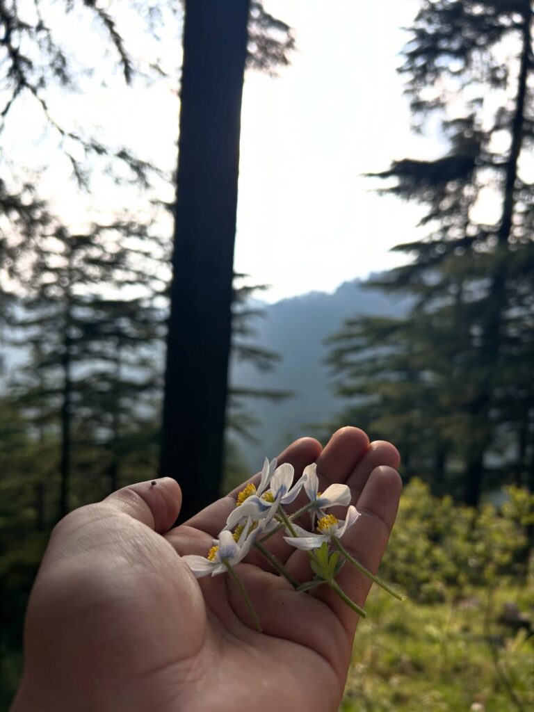 chakrata tour package