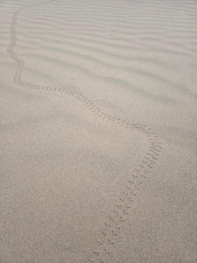 jaisalmer desert safari 