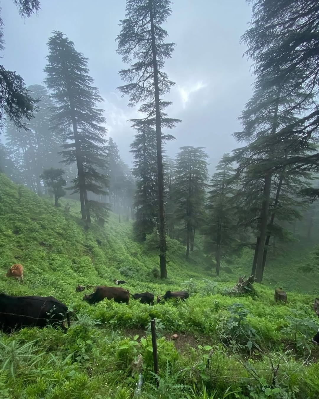 chakrata tour package