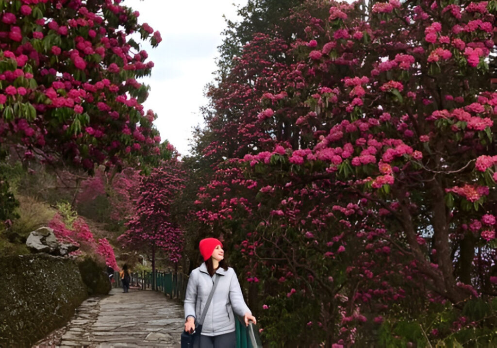 chopta tour package