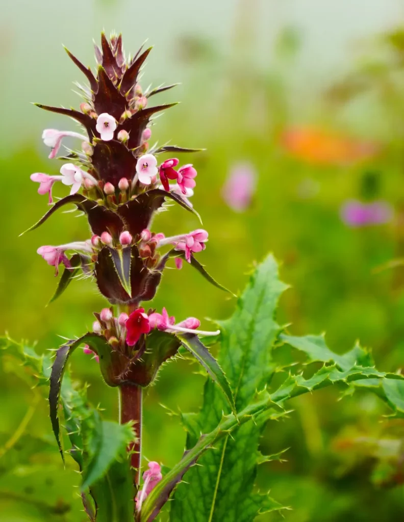 valley of flowers tour package from delhi