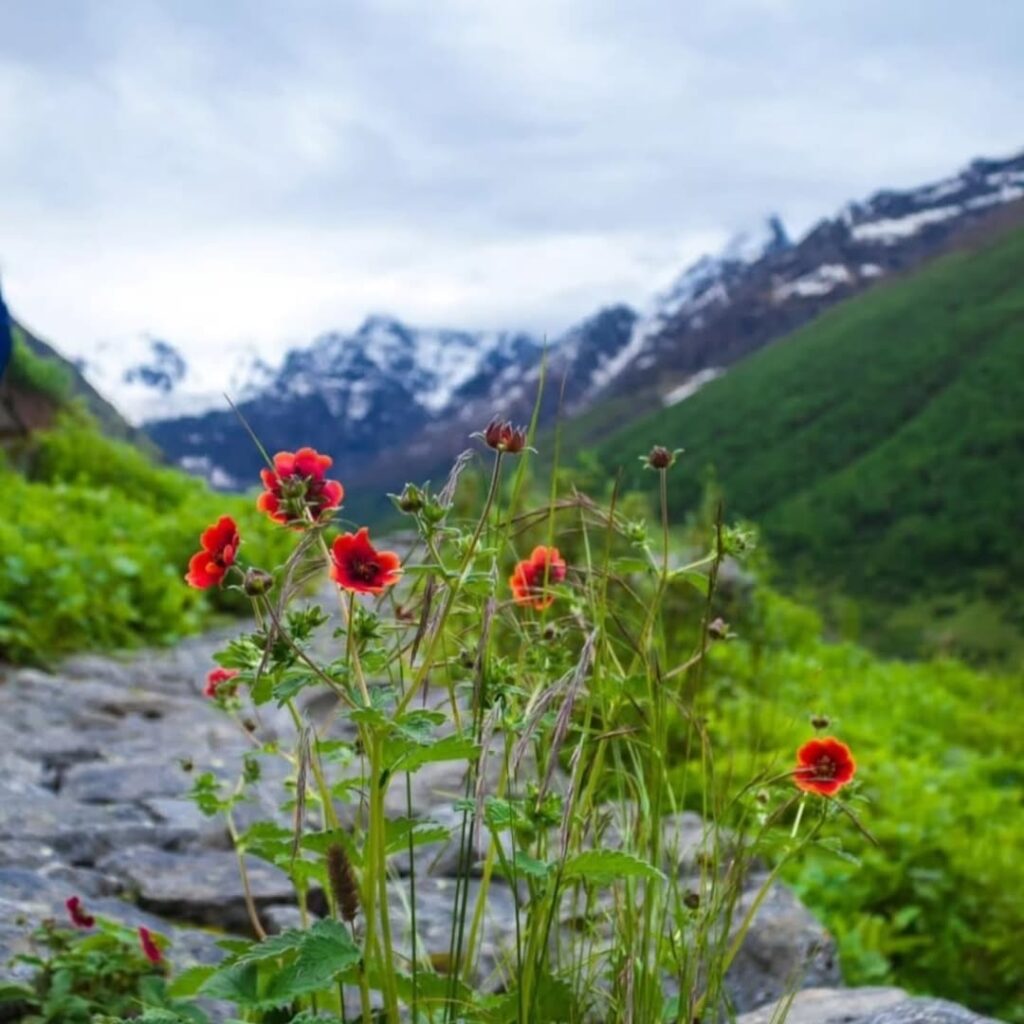 valley of flowers tour package