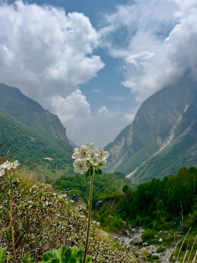 valley of flowers fixed departures 