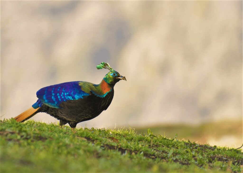chopta tour package