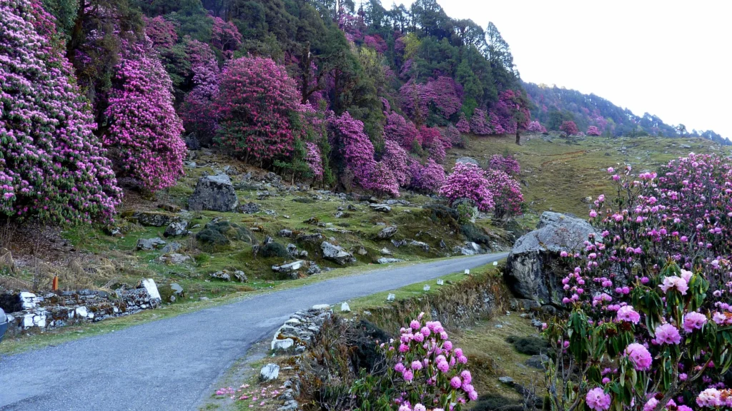 tungnath temple trek