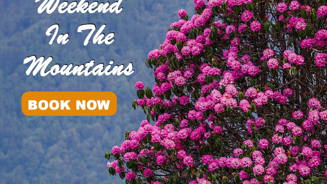 chopta tour packages