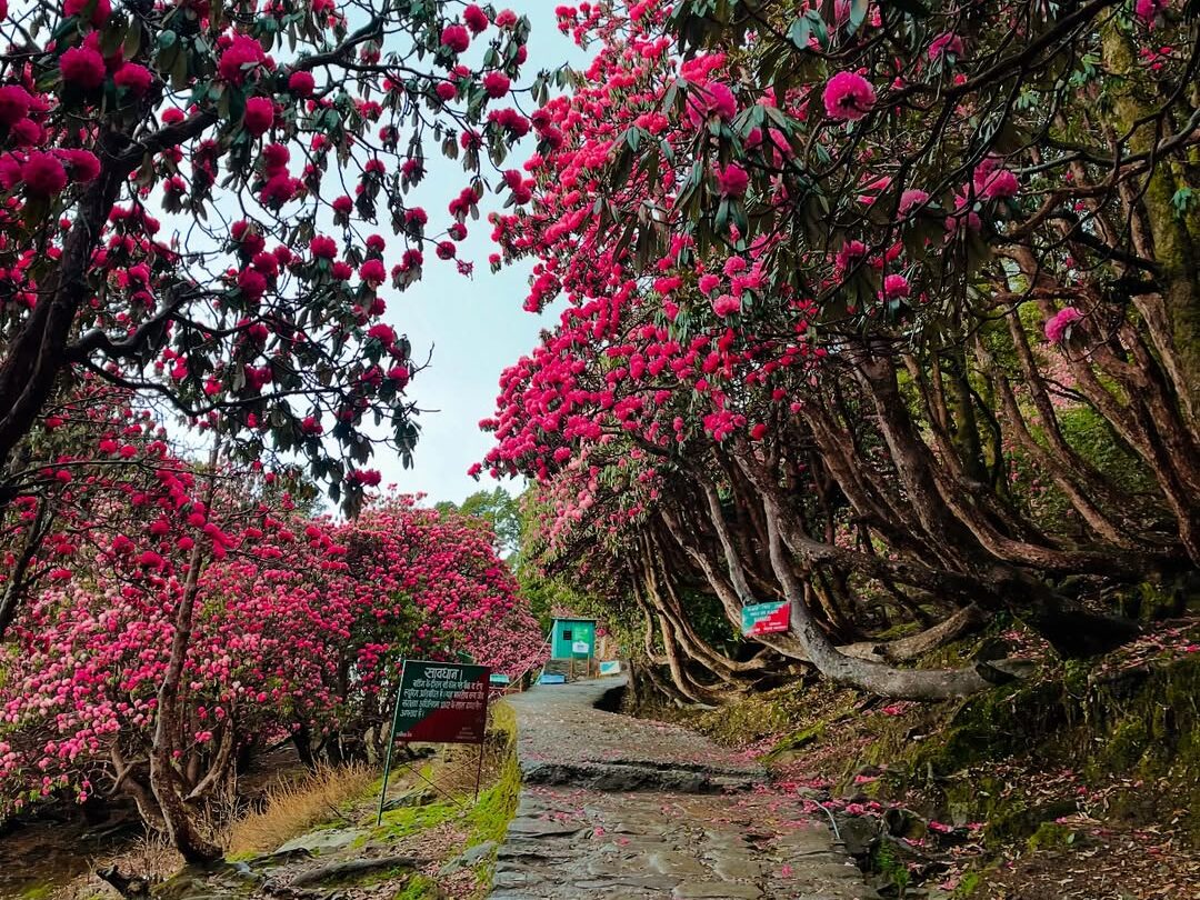 Chopta Chandrashilatrek from Delhi

