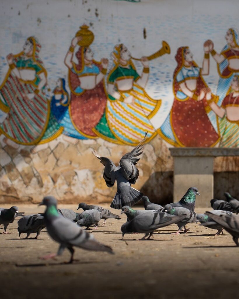 udaipur tour package