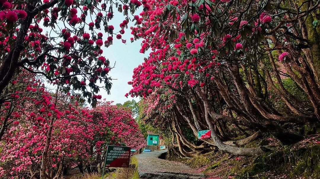 chopta tungnath trek