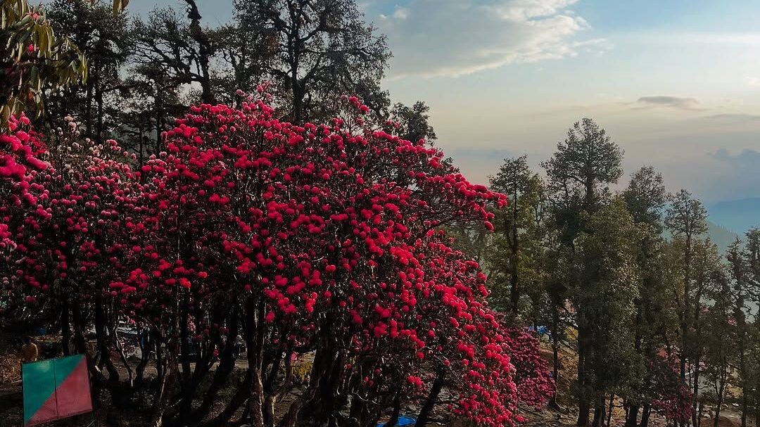 chopta tungnath trek