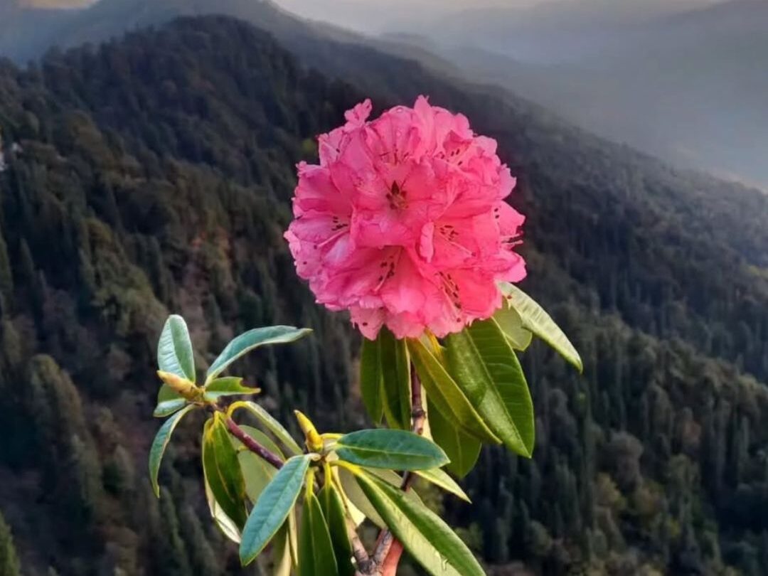 chopta tungnath tour package