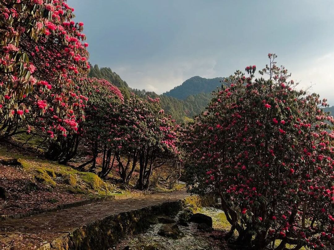 chopta tour package from delhi
