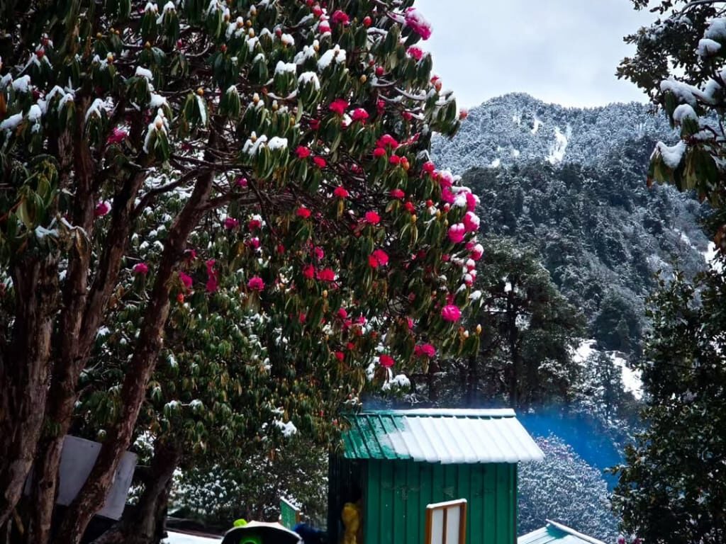 chopta tour package 